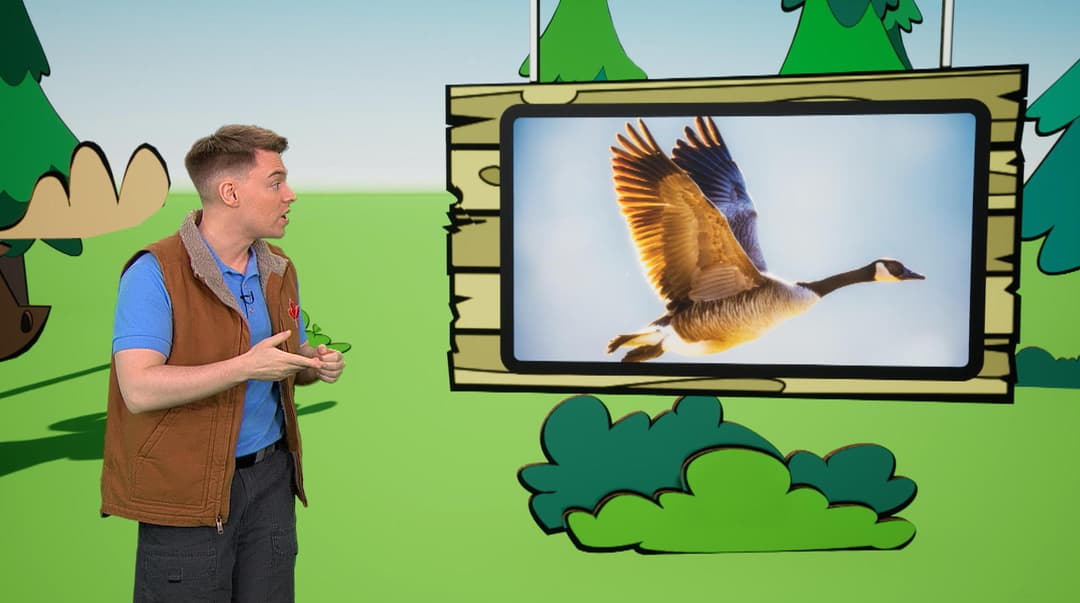 La bernache, quelle endurance!